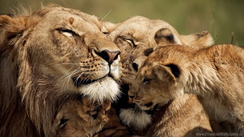caring cub lion sweet tender wallpaper High-resolution PNG images with transparency wide set