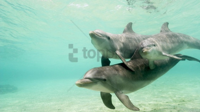 caring dolphins family swimming underwater wallpaper Transparent PNG Isolated Item with Detail