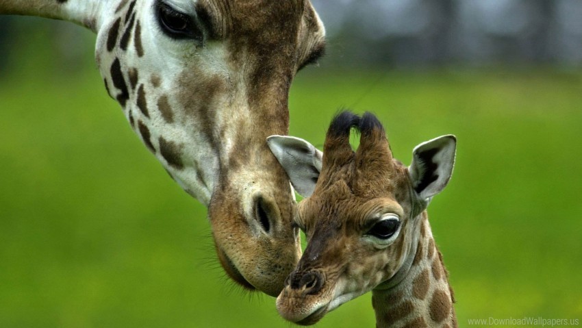 caring giraffe head spotted young wallpaper Isolated Icon with Clear Background PNG