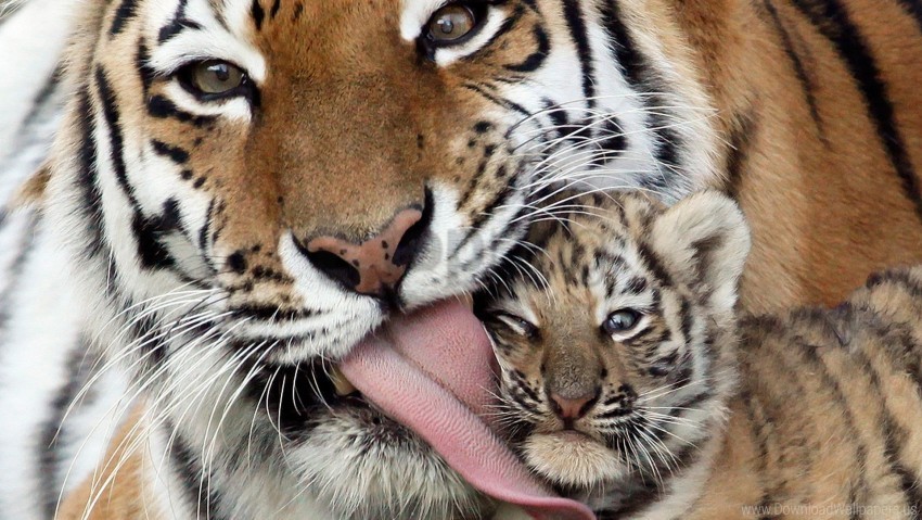 caring kindness tiger tiger cub tongue wallpaper PNG Image with Isolated Element