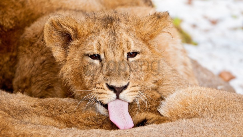 caring lick lion tongue wallpaper PNG Image with Isolated Subject