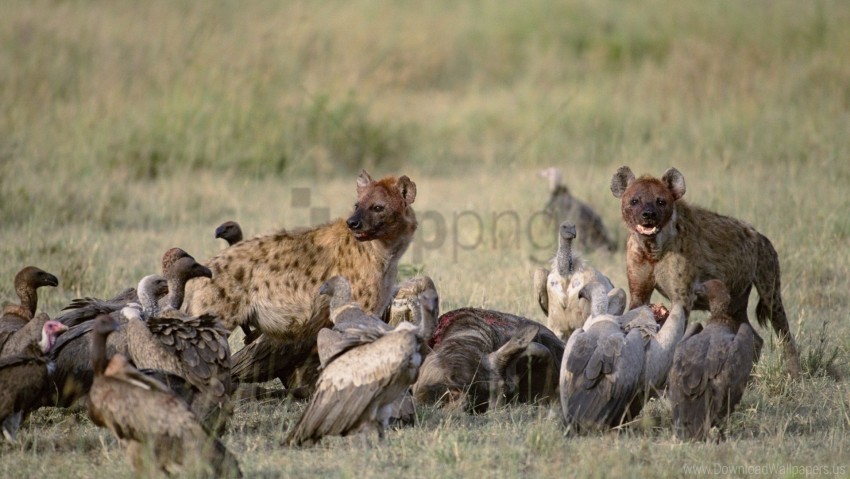 Carrion Field Food Hyenas Vultures Wallpaper ClearCut Background Isolated PNG Graphic Element