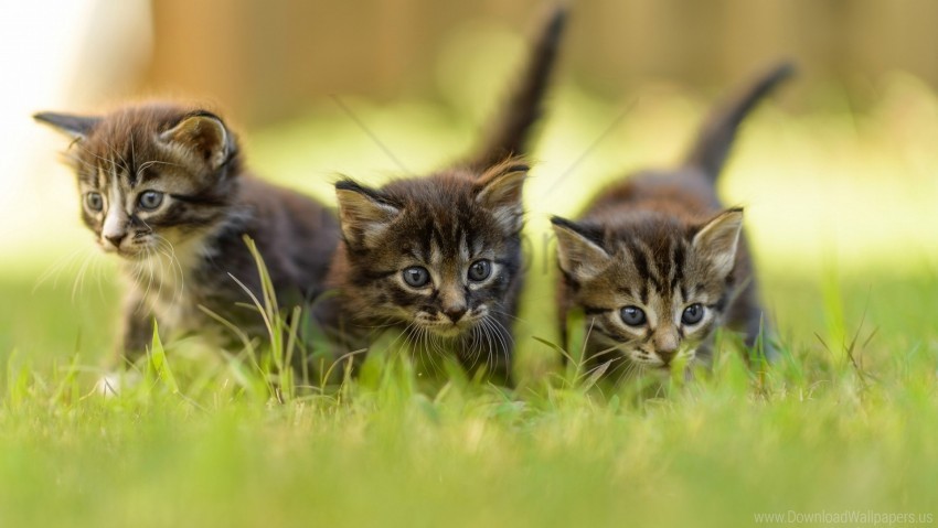 cat cats grass kitten kittens three walking wallpaper PNG with no bg