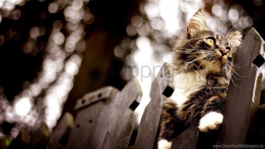 cat climbing fence flashing wallpaper PNG transparent graphics for download