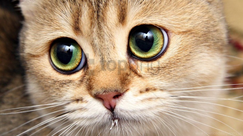 cat close-up eyes face wallpaper PNG design