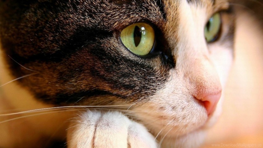 cat close-up eyes muzzle wallpaper Transparent PNG Isolated Graphic Design