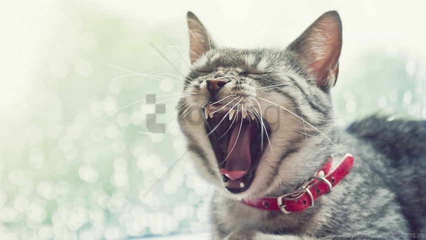 cat collar face open mouth yawn wallpaper PNG Image with Isolated Artwork