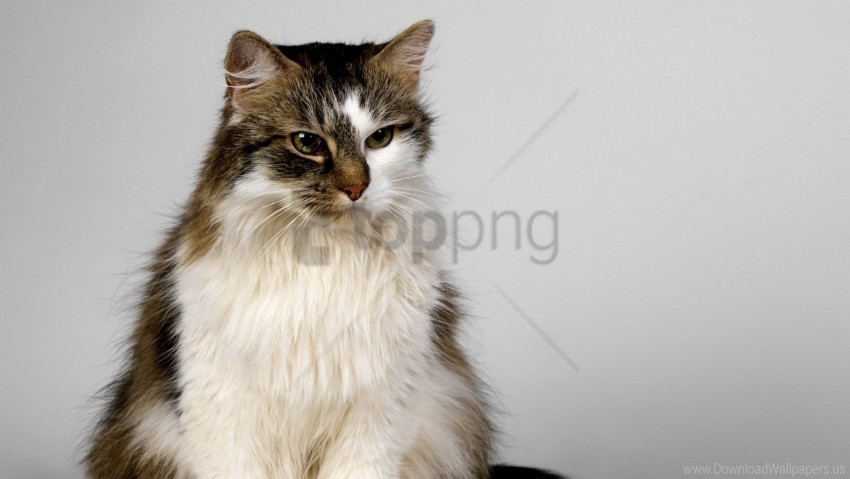 cat color fluffy good suspense wallpaper Transparent Background Isolated PNG Design