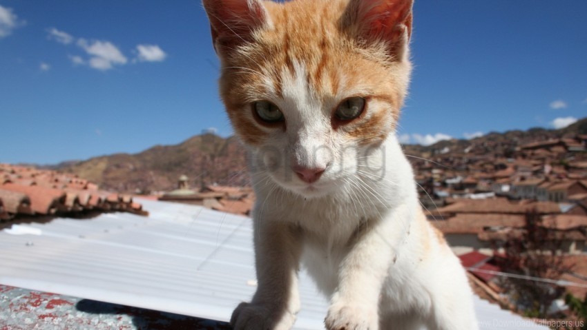 cat concern face fear roof wallpaper PNG for blog use