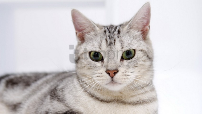 cat concern face opinion striped wallpaper Free PNG download