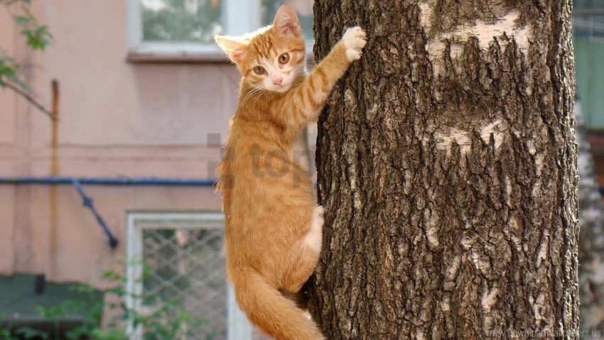 cat crawl tree trunk wallpaper PNG with no background diverse variety