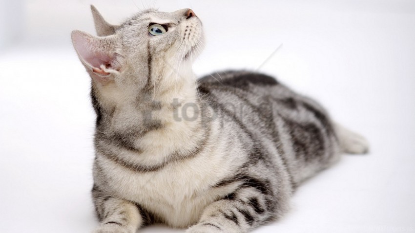 cat curiosity eyes tabby wallpaper Transparent Background Isolated PNG Figure