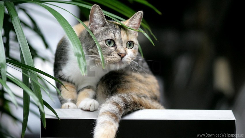 Cat Curiosity Plant Tabby Wallpaper PNG Images With Transparent Canvas Assortment