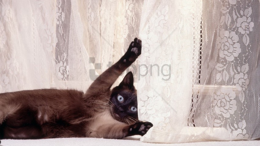 cat curtains lie playful wallpaper Transparent background PNG clipart