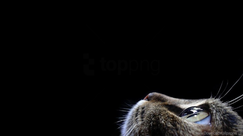 cat dark eyes face wallpaper PNG images with no background comprehensive set