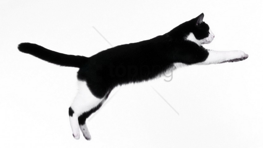 cat dark improvisation jump wallpaper Transparent Background Isolated PNG Icon