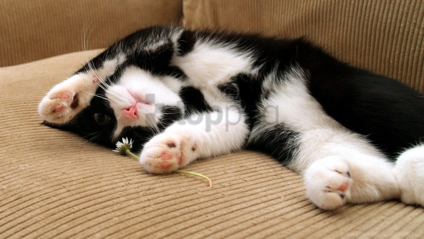 Cat Dog Feet Lying Sleep Spotted Wallpaper Isolated Element In HighResolution Transparent PNG