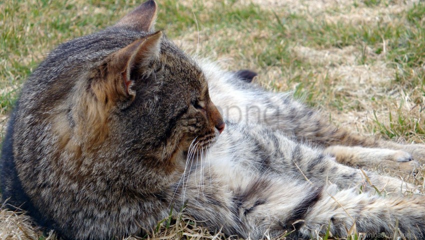 Cat Down Fur Paws Wallpaper Isolated Icon In HighQuality Transparent PNG