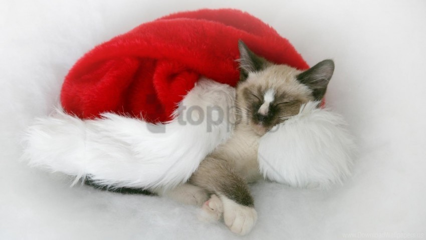 cat down santa claus hat spotted wallpaper High-resolution PNG images with transparency