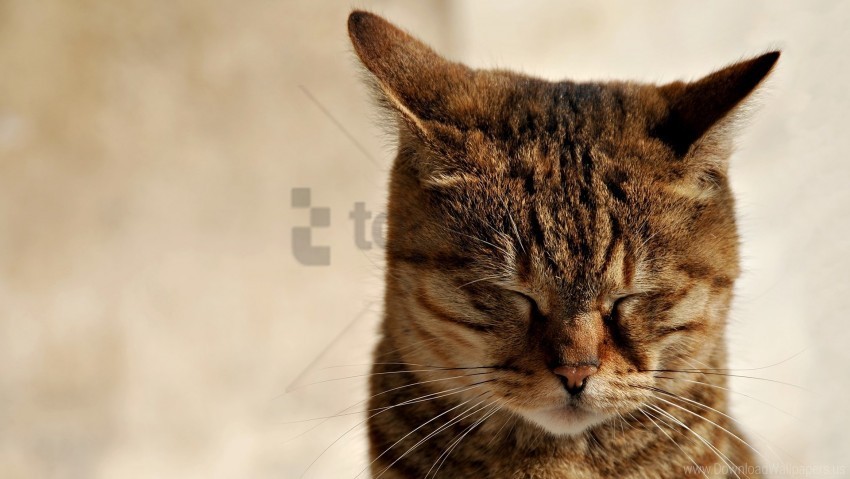 cat ears muzzle sleep tabby wallpaper PNG images without restrictions