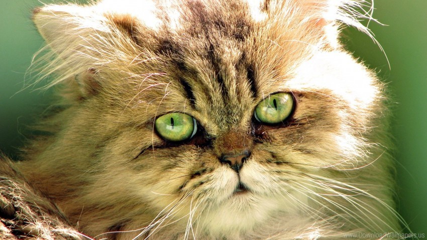 cat eyes face fluffy wallpaper Free PNG images with transparent backgrounds