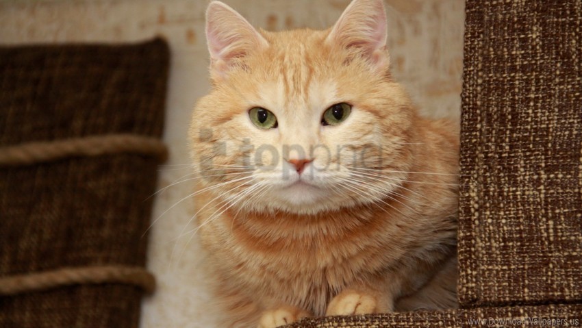 cat eyes face furry lying wallpaper PNG files with transparent canvas extensive assortment