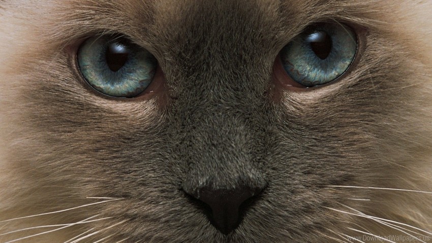 cat eyes face hair wallpaper Transparent PNG vectors