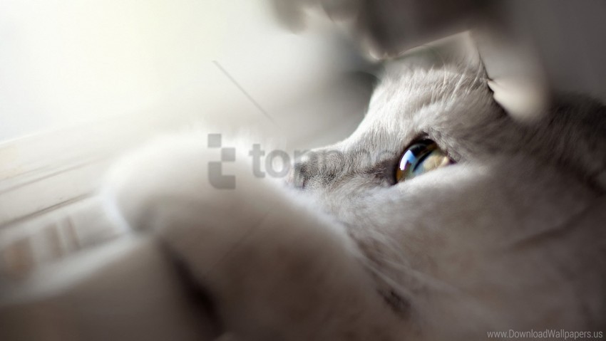 cat eyes face looking out paws wallpaper ClearCut Background PNG Isolated Item