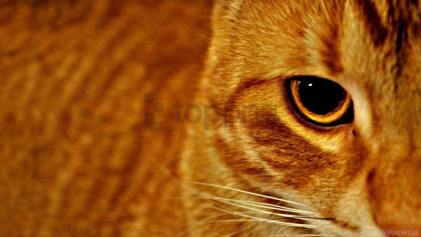 cat eyes face striped wallpaper Transparent PNG download