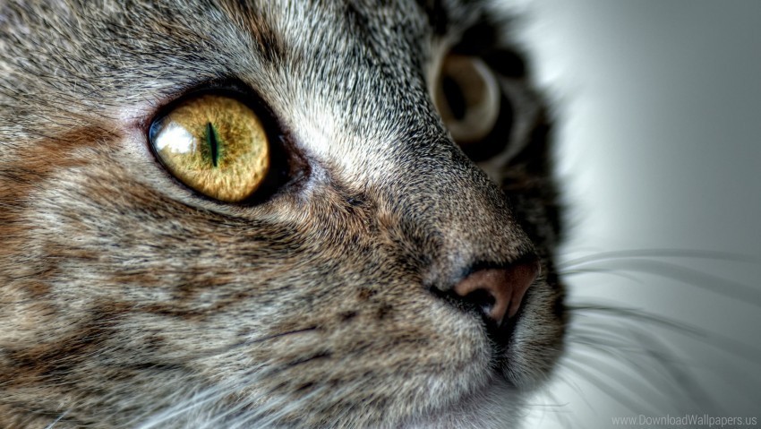 cat eyes face surprise wallpaper PNG images free