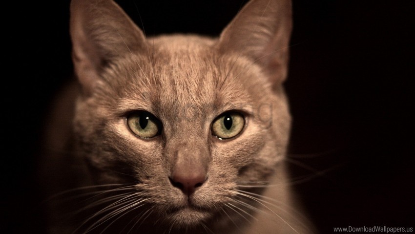 cat eyes face view wallpaper PNG files with alpha channel assortment