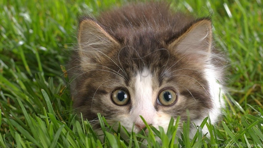 cat eyes fear grass hunting wallpaper Transparent PNG images extensive gallery