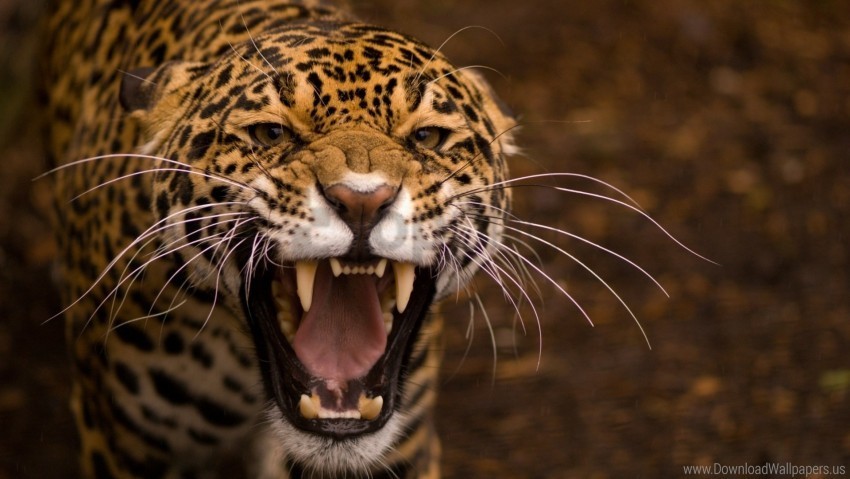 cat eyes jaguar teeth wallpaper PNG Image with Transparent Background Isolation