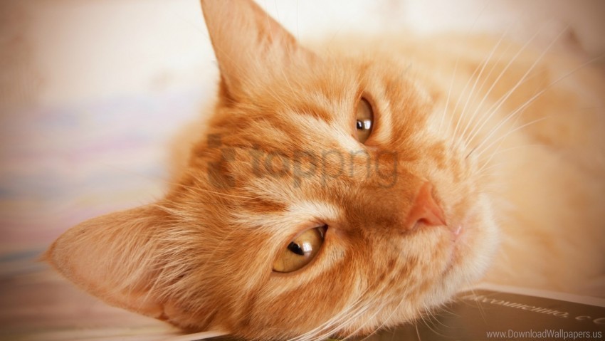 cat face fluffy look lying wallpaper PNG images with no limitations