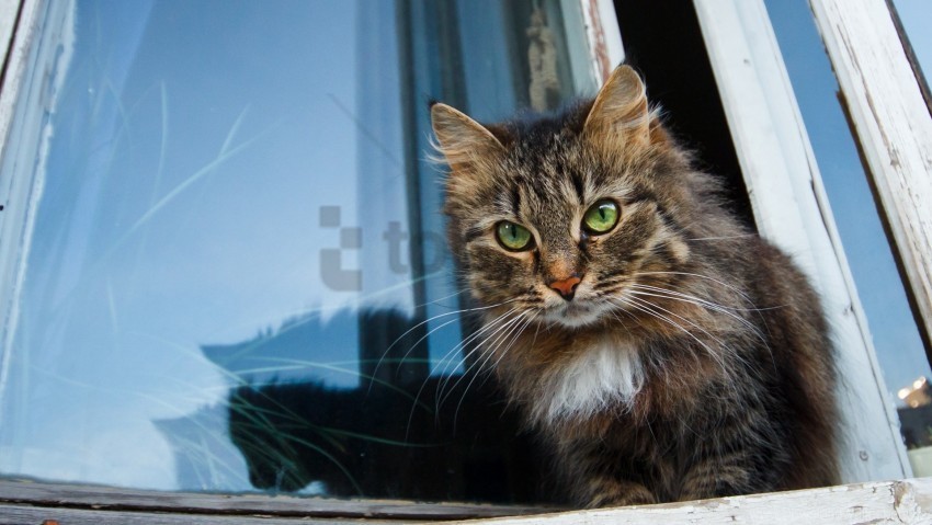cat face furry waiting windowsill wallpaper PNG format with no background