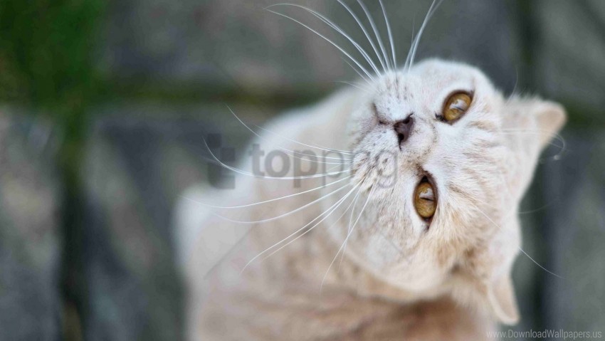 cat face good look nose whiskers wallpaper PNG images without BG