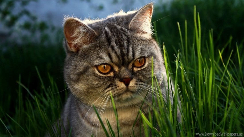 cat face grass hide wallpaper PNG files with transparency
