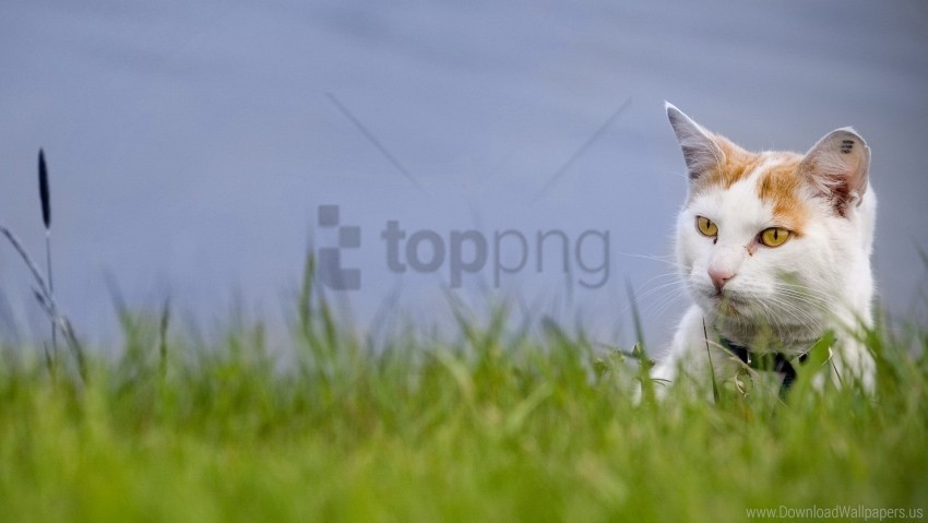 cat face grass looking out spotted wallpaper Isolated Design Element on Transparent PNG