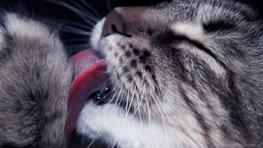 cat face licked tenderness wallpaper PNG free transparent