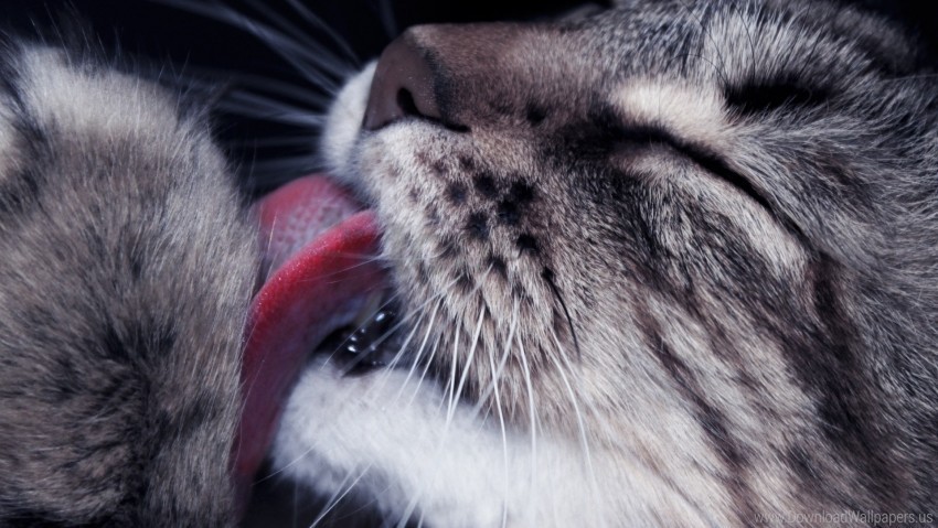 Cat Face Licked Tenderness Wallpaper PNG Free Transparent