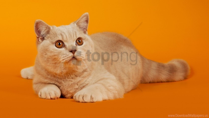 cat face lie striped wallpaper PNG isolated