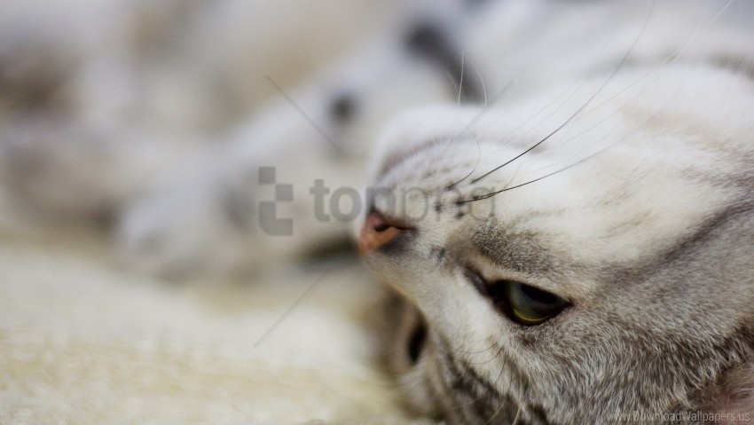 cat face lies striped wallpaper HighQuality PNG Isolated Illustration