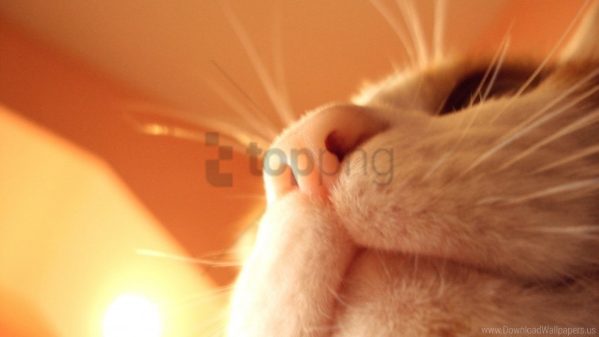 cat face light nose wallpaper Transparent PNG images complete package