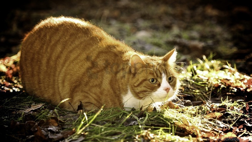 Cat Fat Grass Hunting Lying Wallpaper PNG Images With Clear Background