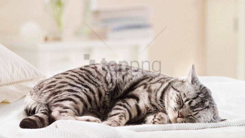 Cat Fat Lie Striped Wallpaper PNG Transparent Graphics Bundle