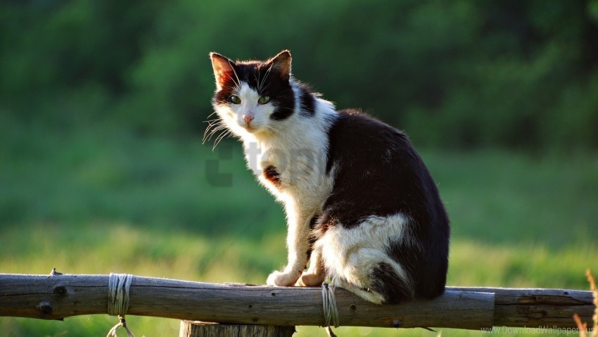 cat fence lying down sitting wallpaper High-resolution transparent PNG images assortment