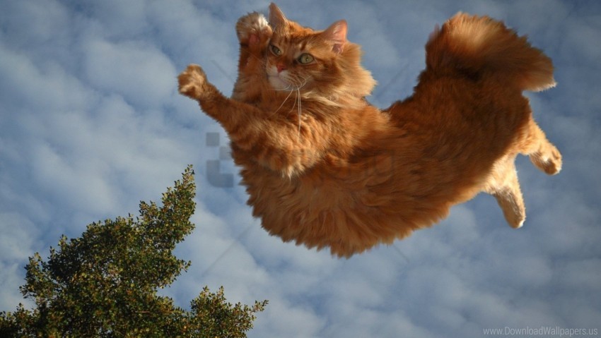 cat fluffy flying sky wallpaper HighResolution Transparent PNG Isolated Graphic