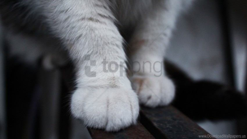 cat fluffy paws wallpaper Free PNG images with transparency collection