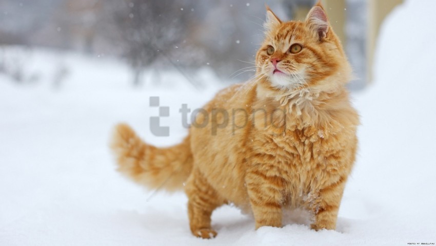 cat fluffy snow striped thick walk wallpaper PNG images for personal projects