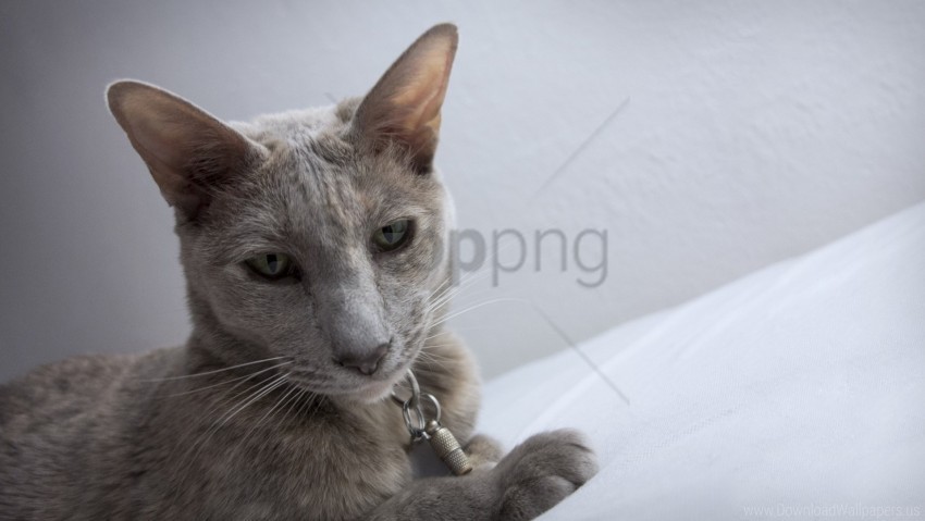 cat funny look nose wallpaper PNG transparent graphics for projects